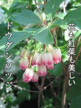 �Ԃ��g�t���h�E�_���c�c�W