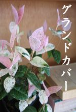 �O�����h�J�o�[�ɓK�����A��